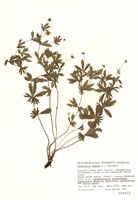 藏品(洋委陵菜)的圖片